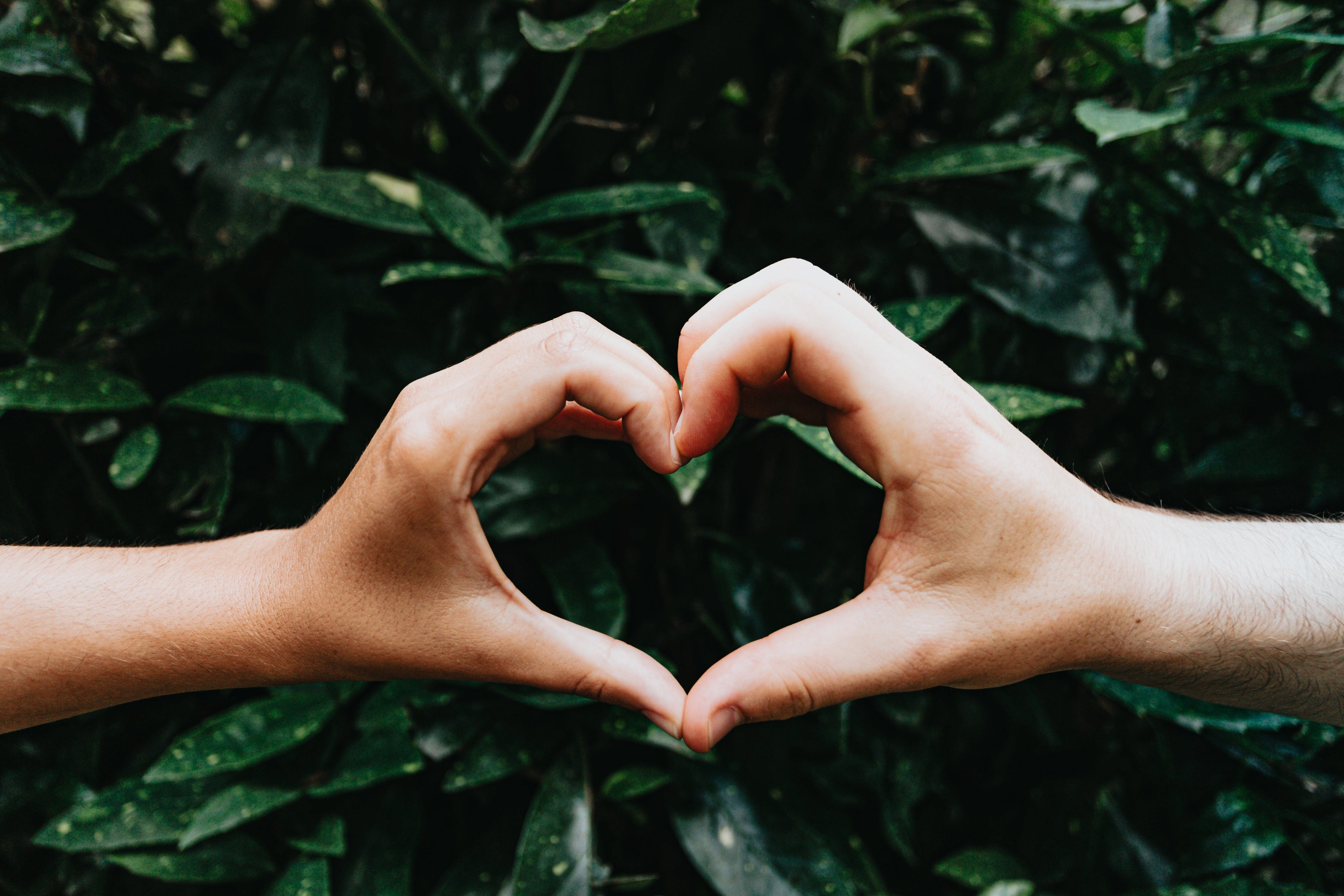 Hands forming a heart shape symbolising love and inclusion from the Signs of Love deaf awareness collection.